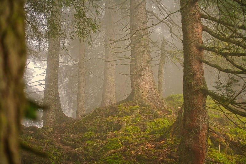 Emerald Forest